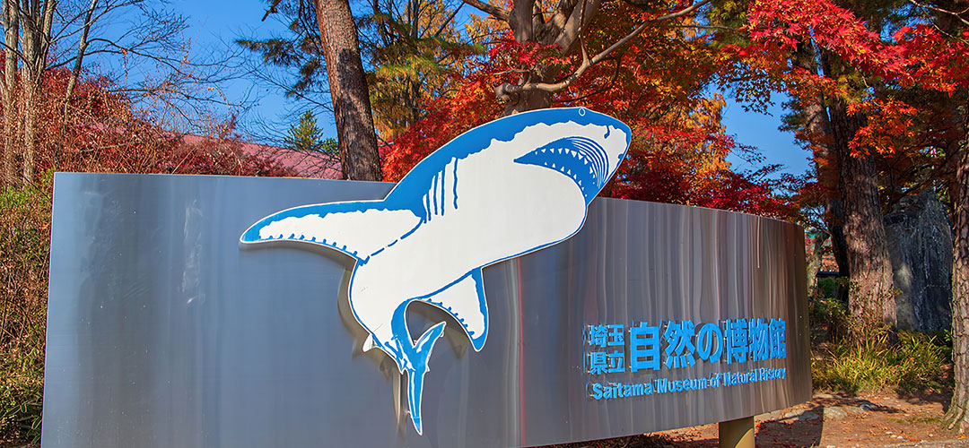 埼玉県立自然の博物館の見どころは アクセス方法も確認 秩父長瀞あそび 秩父観光 水遊び ラフティングの専門サイト